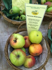 Rheinischer Winterrambur.jpg